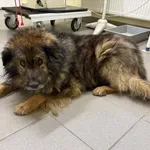 Pies do adopcji, Choszczno, 23 stycznia 2026