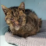 Znaleziono kota, Grudziądz, 24 stycznia 2026