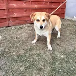 Znaleziono psa, Czartki, 23 stycznia 2026