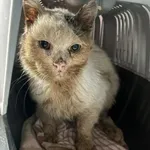 Kot do adopcji, Choszczno, 22 stycznia 2026