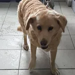 Znaleziono psa, Lublin, 23 stycznia 2026