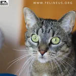 Kot do adopcji, Rzeszów, 24 stycznia 2026