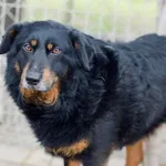 Oddam psa, Elbląg, 24 stycznia 2026