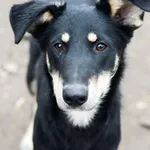 Pixel - wesoły, łagodny psiak szuka domu! 