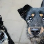 Oddam psa, Elbląg, 24 stycznia 2026