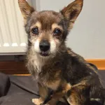 Znaleziono psa, Miechów, 25 stycznia 2026