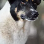 Cola - fantastyczna suczka szuka domu!  