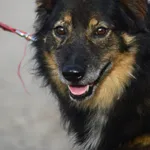 Oddam psa, Jagodno, 25 stycznia 2026