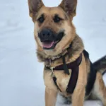 Mona - młoda, wesoła suczka owczarek mix 