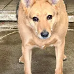 Pies do adopcji, Jelenia Góra, 29 maja 2020