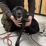 Znaleziono psa, Toruń, 23 stycznia 2026