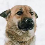 Oddam psa, Gdańsk, 25 stycznia 2026