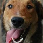 Kapral - przyjazny, wesoły psiak szuka domu!  