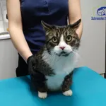 Znaleziono kota, Szczecin, 23 stycznia 2026