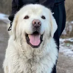 Pies do adopcji, Głowno, 24 stycznia 2026