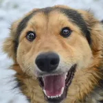 Oddam psa, Władysławowo, 25 stycznia 2026