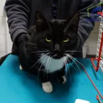 Znaleziono kota, Szczecin, 24 stycznia 2026