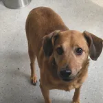 Pies do adopcji, Racibórz, 13 stycznia 2026