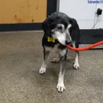 Znaleziono psa, Szczecin, 23 stycznia 2026