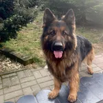 Zaginął pies, Ćmiłów, 25 stycznia 2026