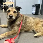 Znaleziono psa, Bydgoszcz, 25 stycznia 2026