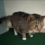 Znaleziono kota, Grudziądz, 25 stycznia 2026