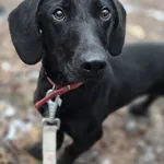 Znaleziono psa, Oborniki, 15 stycznia 2026