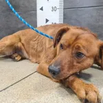 Znaleziono psa, Chełmek, 25 stycznia 2026