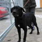 BONIEK – duży, spokojny pies szuka domu