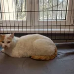 Znaleziono kota, Toruń, 21 stycznia 2026