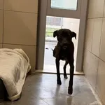 Pies do adopcji, Kraków, 11 stycznia 2026