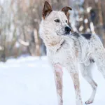 Pies do adopcji, Nowodwór, 25 stycznia 2026