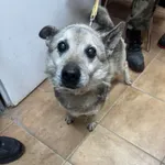 Znaleziono psa, Sosnowiec, 22 stycznia 2026