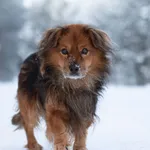 Pies do adopcji, Nowodwór, 25 stycznia 2026