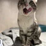 Znaleziono kota, Sosnowiec, 20 stycznia 2026