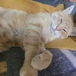 Zaginął kot, Brwinów, 26 stycznia 2026