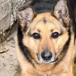 Pies do adopcji, Jelenia Góra, 2 sierpnia 2019