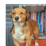 Pies do adopcji, Wrocław, 21 stycznia 2026