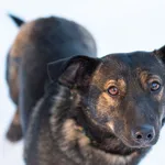 Pies do adopcji, Nowodwór, 25 stycznia 2026