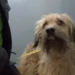 Znaleziono psa, Sosnowiec, 22 stycznia 2026