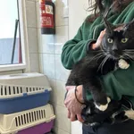 Kocurek poz. 26/041/K