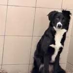 Pies do adopcji, Kraków, 10 stycznia 2026