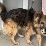 Znaleziono psa, Lublin, 26 stycznia 2026