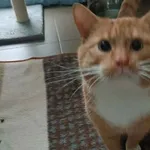 Znaleziono kota, Bydgoszcz, 22 stycznia 2025