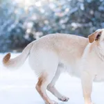 Pies do adopcji, Nowodwór, 25 stycznia 2026