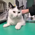 Znaleziono kota, Bydgoszcz, 20 stycznia 2026