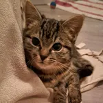 Kot do adopcji, Głowno, 25 stycznia 2026