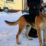 Znaleziono psa, Pieckowo, 23 stycznia 2026