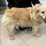 Znaleziono psa, Grudziądz, 25 stycznia 2026