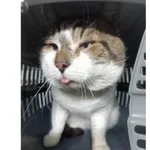 Znaleziono kota, Białystok, 24 stycznia 2026